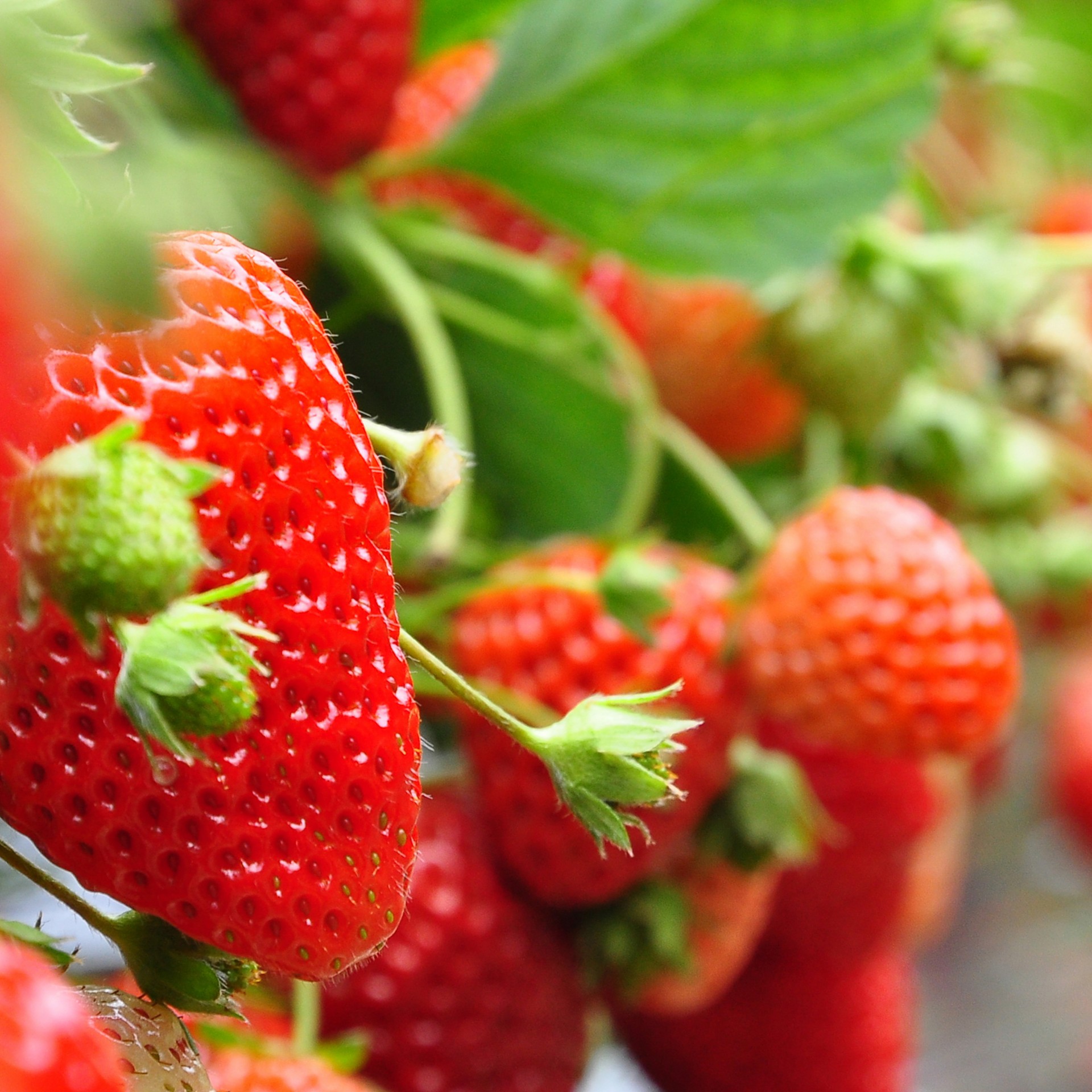 Teeltbenodigdheden →