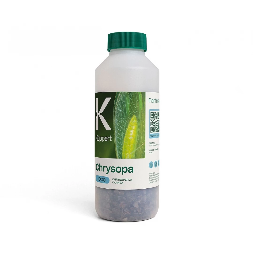 Chrysopa