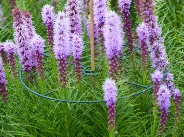 Plantsteunen set