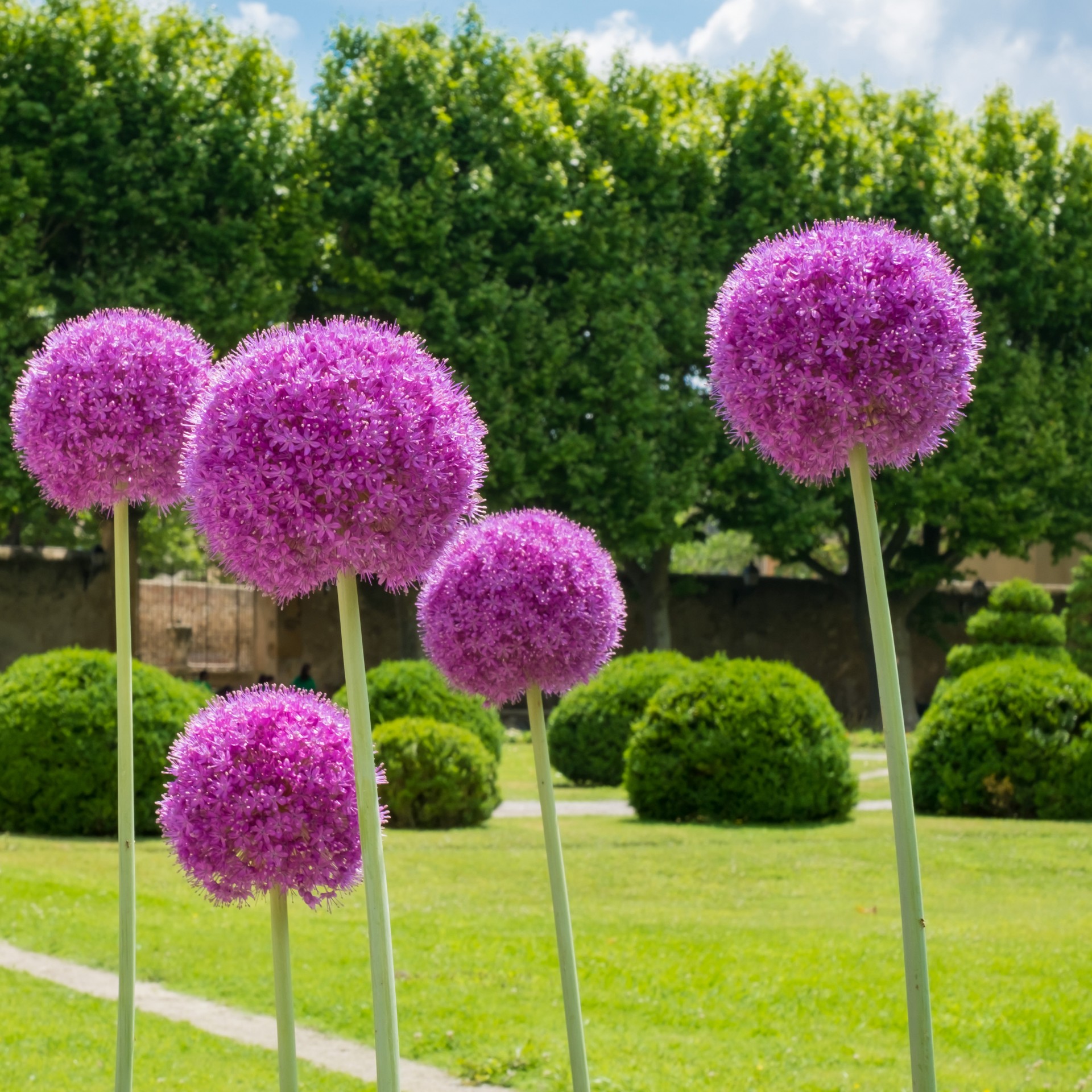 Tuinaanleg & -onderhoud →