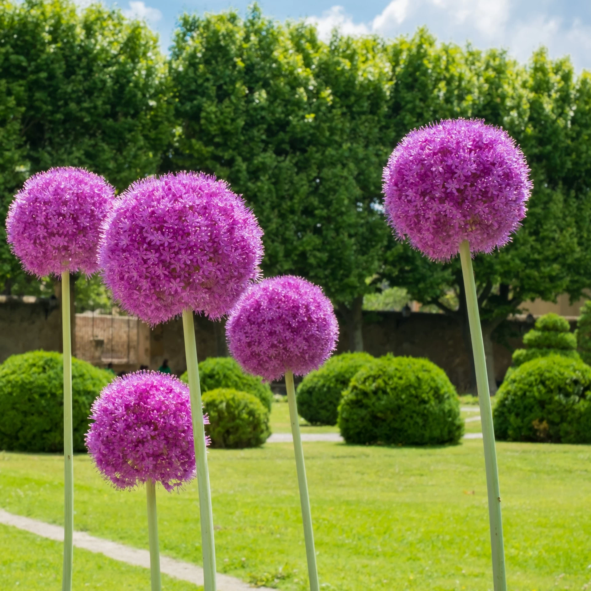 Tuinaanleg & -onderhoud →