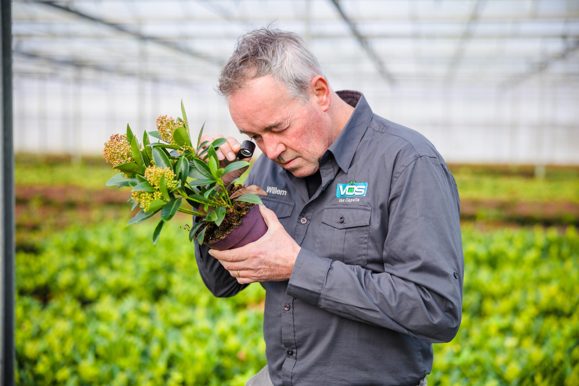 Chrysopa en Mycotal blijken een effectieve combinatie