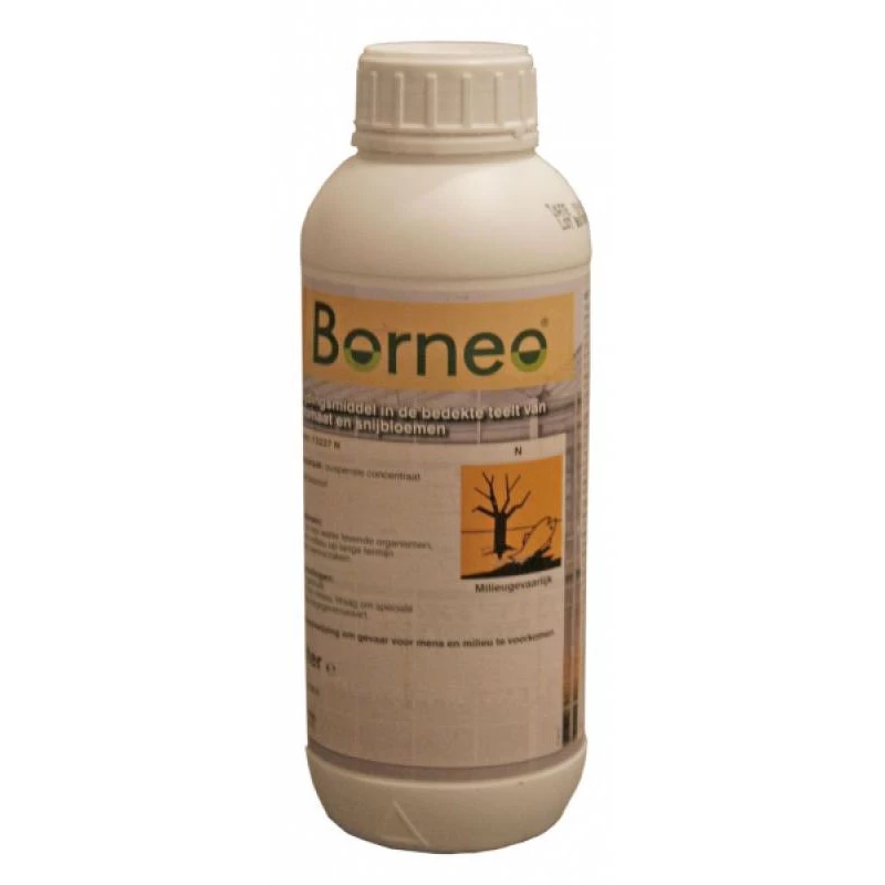 Borneo