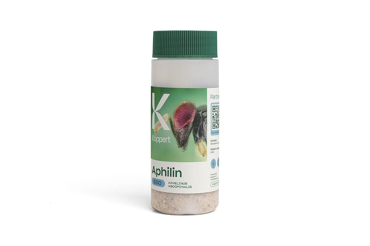 Aphilin
