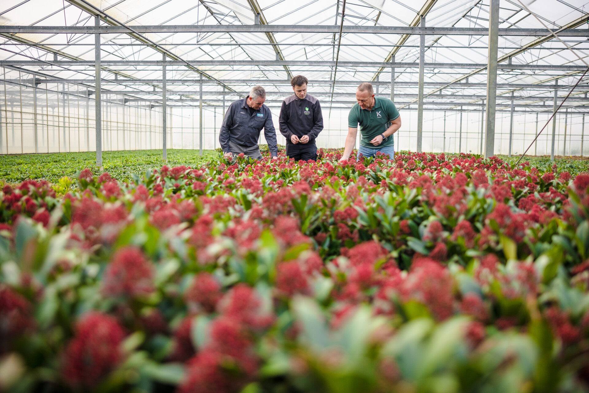 Chrysopa en Mycotal blijken een effectieve combinatie