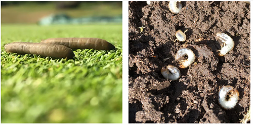 Ctgb besluit tot toelating van insecticide ACELEPRYN® voor sportvelden en golfbanen