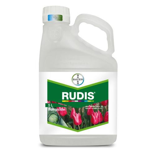Rudis