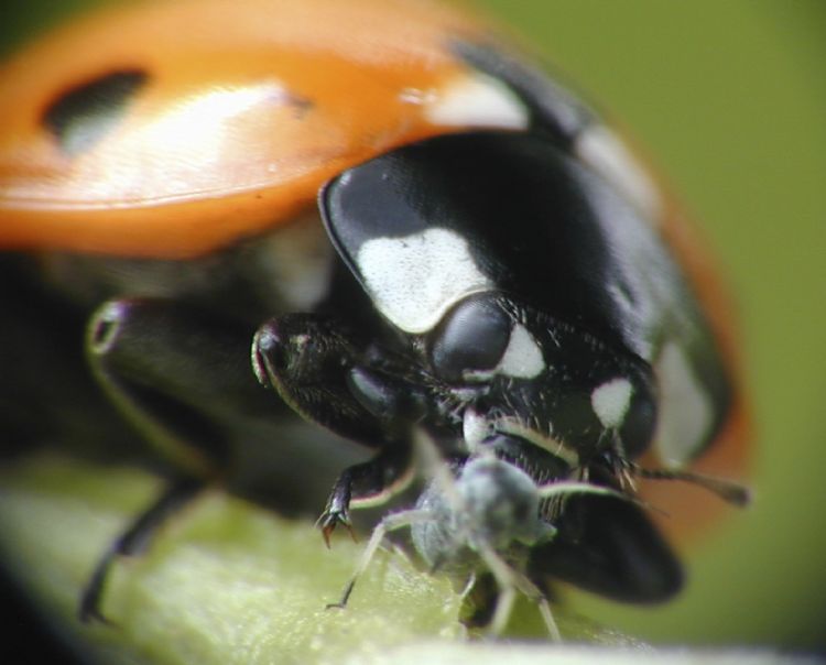 Biologische bladluisbestrijding met lieveheersbeestjes