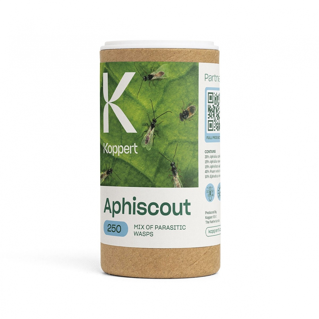 Aphiscout
