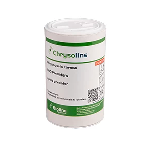 Chrysoline Eggs