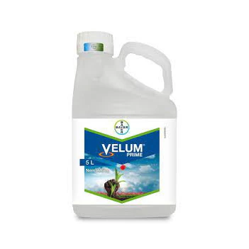Velum prime