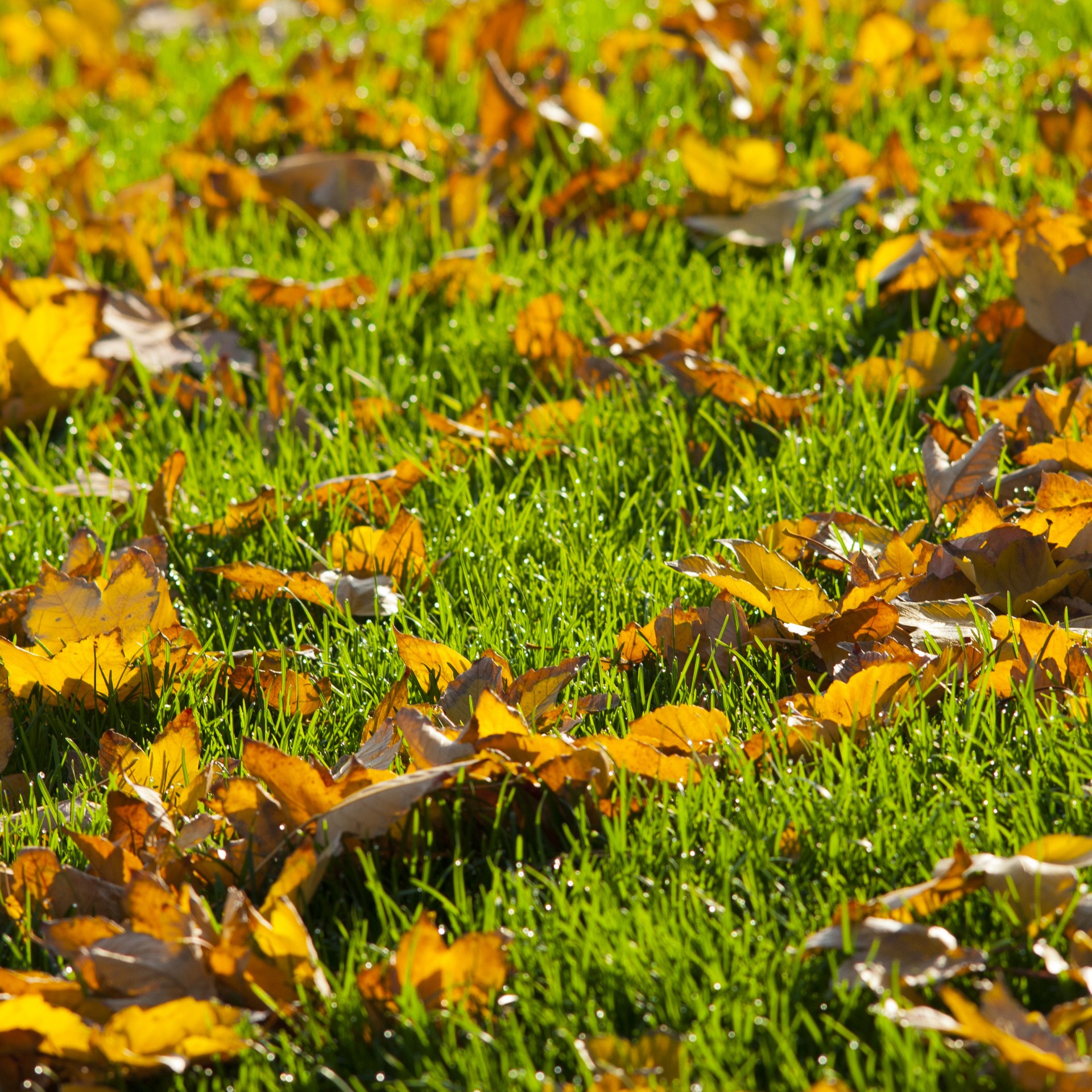 Nederland schoon →