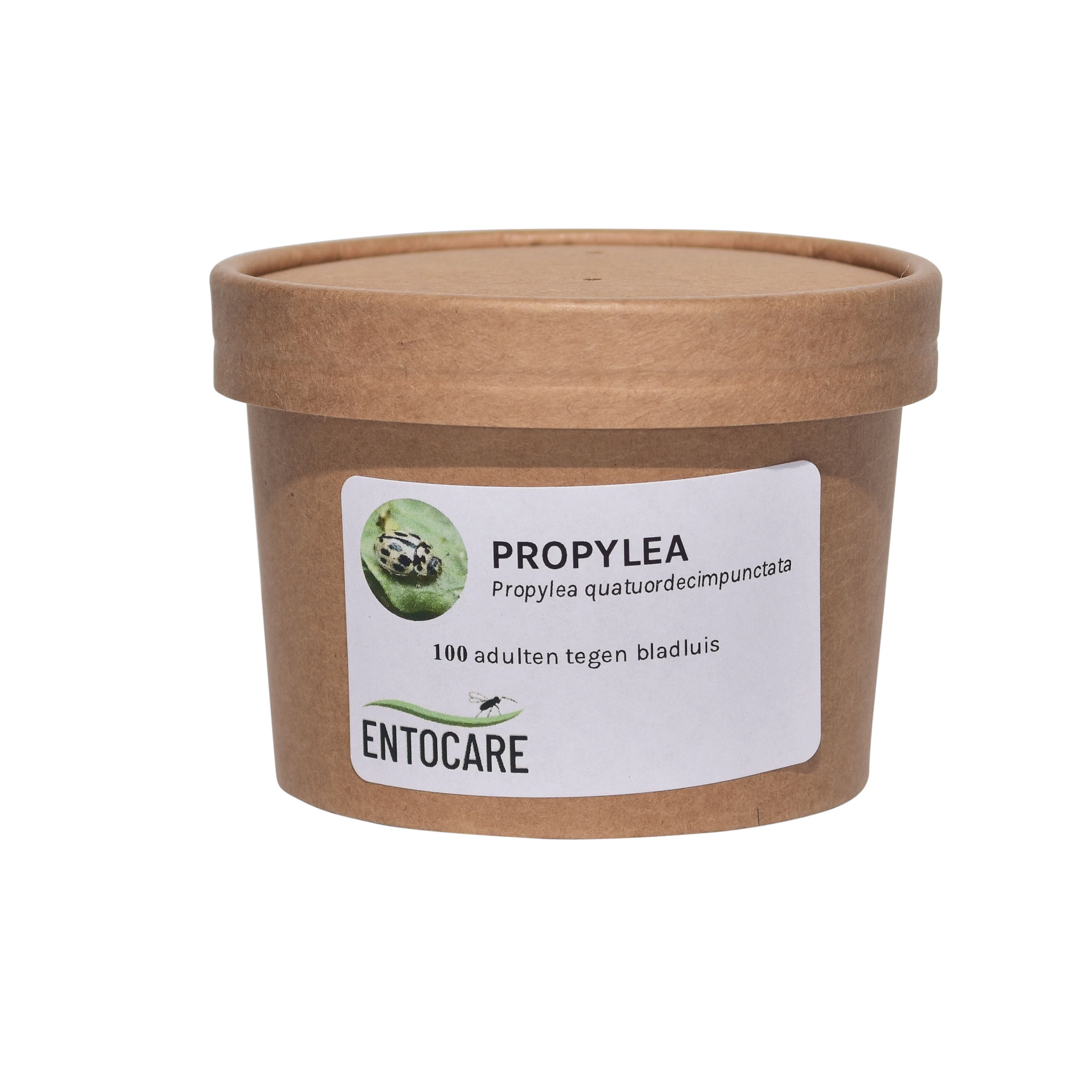 Propylea 14-punctata