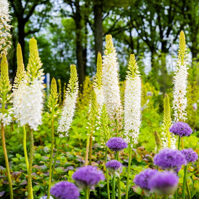 75933_01_155_20240606101839502