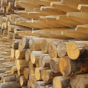 Kastanje palen 10/12 cm